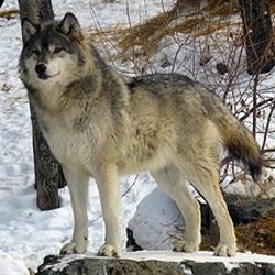 Wolf013
