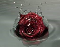 L Amour L Amour Sincere Est Un Sentiment Sacre Un Don Du Ciel Aimer C Est Etre Patient Capable De Pardonner Aimer C Est Vivre Vivre Pour Celui Qu On Aime Toluna