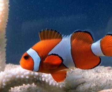 77+ Gambar Hewan Yang Ada Di Air Terbaik