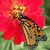 JadeButterfly