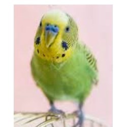 Buttinette