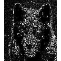 Darkness_Wolf