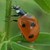 coccinellinabella