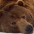 Z-Orso81