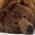 Z-Orso122b